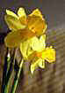 __007narcisnaverscherpt_small.jpg