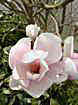 __magnolia243_small.jpg