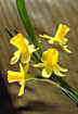 __narcis036_small.jpg